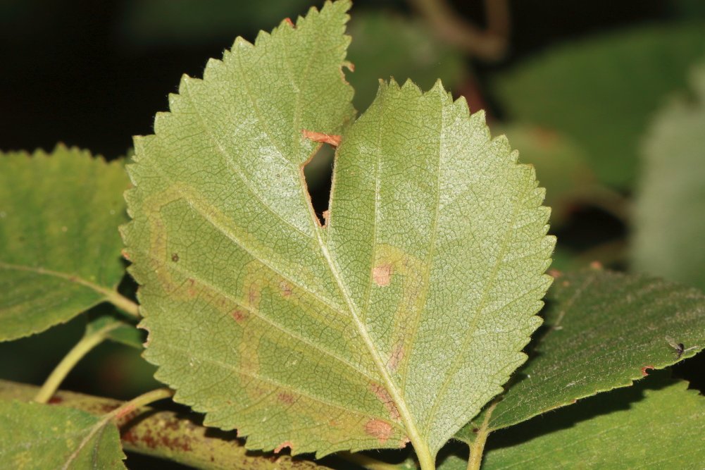 Working through some old images, I think this is the #moth Stigmella lapponica.  Found on Birch (Betula) on Thursley Common, Surrey, UK June 2014. Would appreciate confirmation or correction from those more expert.