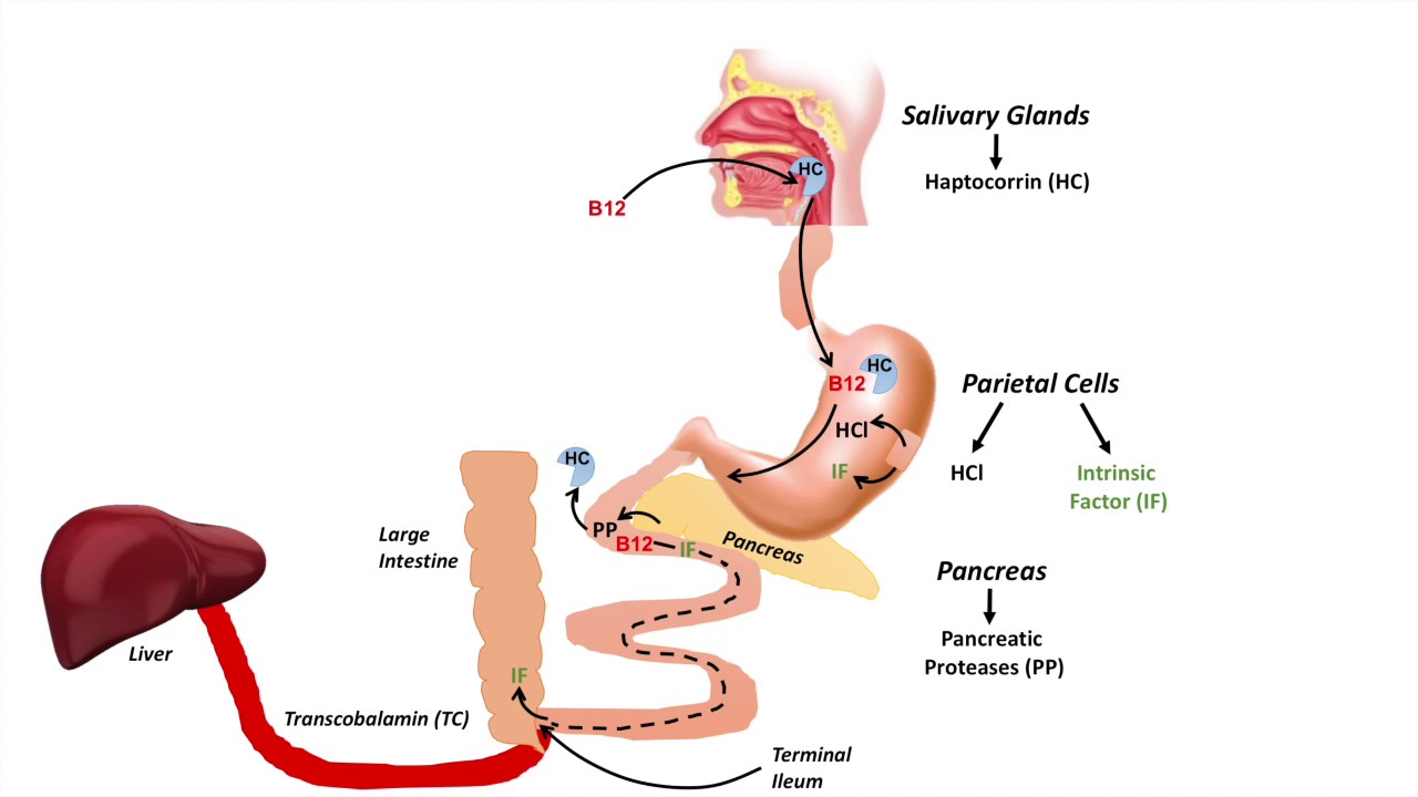 Valores normales de vitamina b12 en mujeres