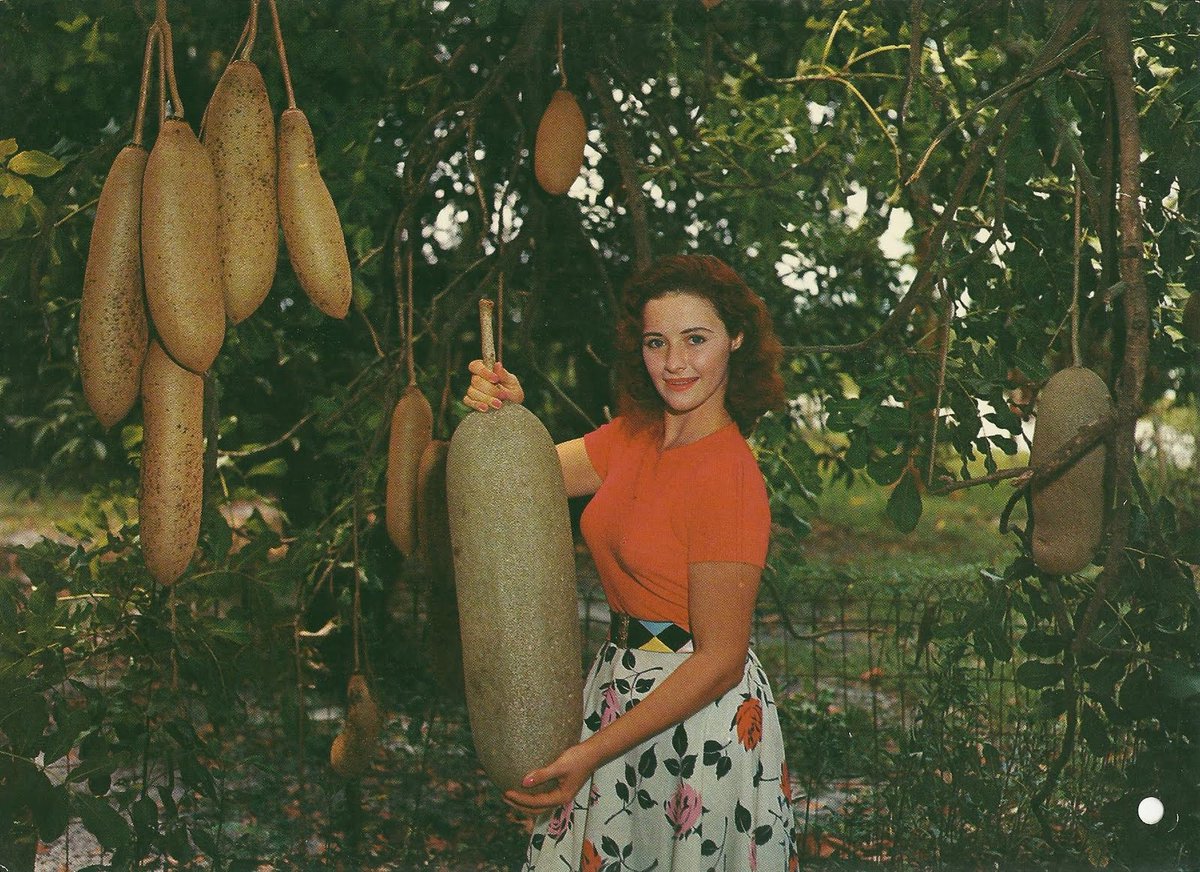 Hashi Alvarez tweet media