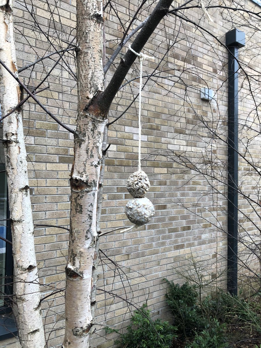 KatePirieOT's tweet photo. Update on the bird feed - now in situ in the ward garden. Can’t wait to see the birds having a wee munch ☺️ https://t.co/9wM7PgvB2r