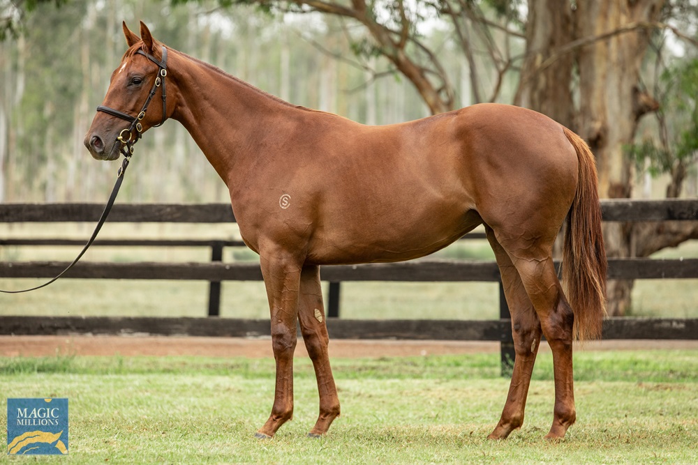 Cambridge Stud (@cambridgestud) on Twitter photo We would like to thank our Australian consignors, <a href="/BhimaTBreds/">Bhima Thoroughbreds</a> & <a href="/malukafarm/">Maluka Thoroughbreds</a>, for their role in the success of our sale yearlings in Australia. We enjoyed really strong sales across the board and acknowledge the contribution of Mike & Kate and Mags & Luke in that success. We would like to thank our Australian consignors, <a href="/BhimaTBreds/">Bhima Thoroughbreds</a> & <a href="/malukafarm/">Maluka Thoroughbreds</a>, for their role in the success of our sale yearlings in Australia. We enjoyed really strong sales across the board and acknowledge the contribution of Mike & Kate and Mags & Luke in that success.