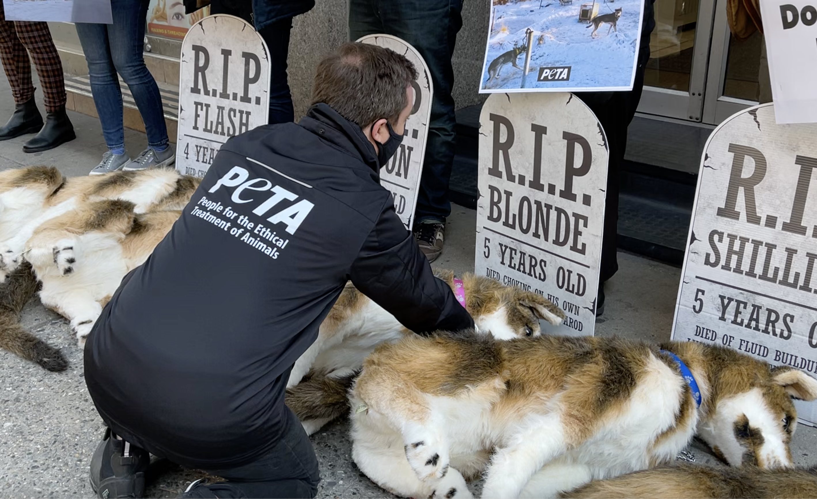 How Many Dogs Have Died In The Iditarod