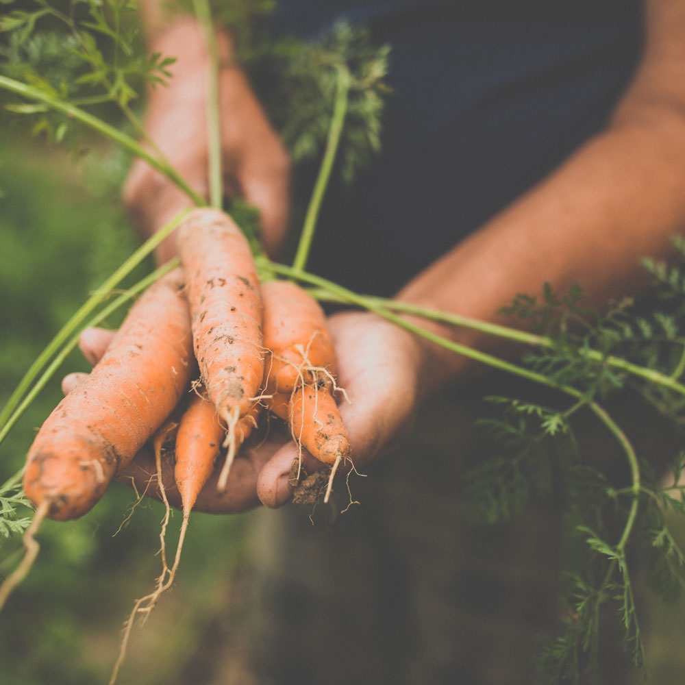 Fresh vegetables straight from the ground, is there anything better?🥕🥕
#Earthfood #certifiedorganic #organic #OrganicFarming #farming #guthealth #happyplanet #lookafterourplanet #growyourown #plantbased #food #vegetable #healthy #soil #organicgardening #gardening