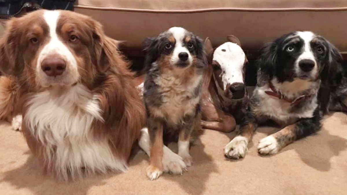 I don’t have the heart to tell him he’s adopted...