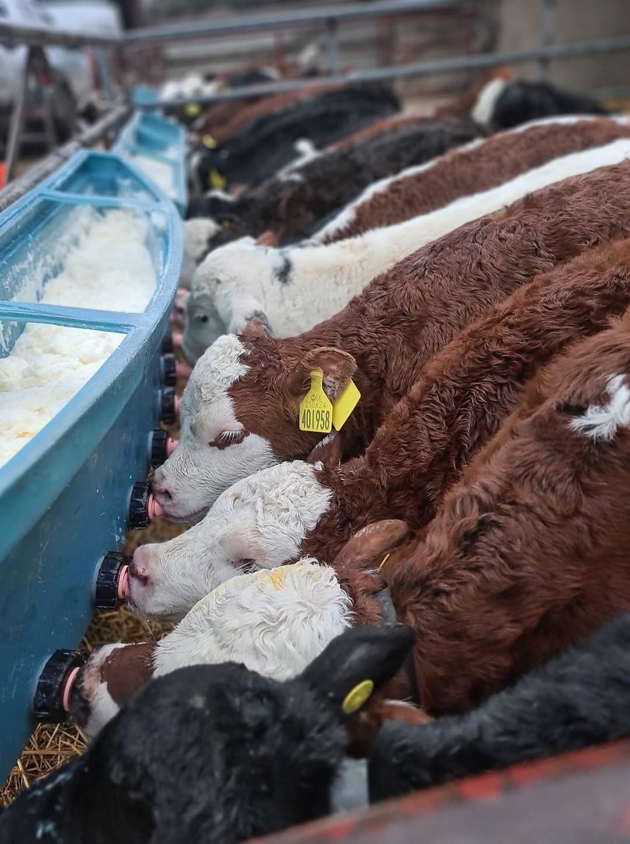 EstherPritt's tweet photo. At least some are having a good time at the bar 🤔🤣🙄 roll on the pubs being open! #teamdairy #springblockcalving #calving2021 #milk #drinkup https://t.co/SDFW1bI0xK