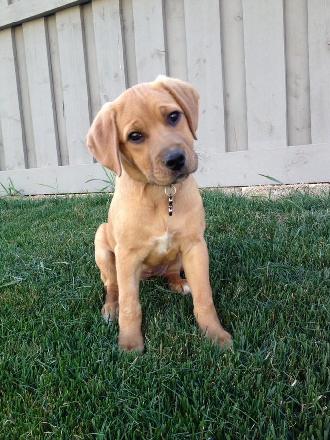 KrisNoble71's tweet photo. This is my pooch Peyton when she was just a little pupper. For every like/RT ⁦@atbfinancial⁩ will donate $1 to ⁦@MentalHealthAB⁩ and I will give her one solid pet. If we get to 50 interactions she gets a piece of cheese (her fav) #ATBup https://t.co/l29ss3uNdj