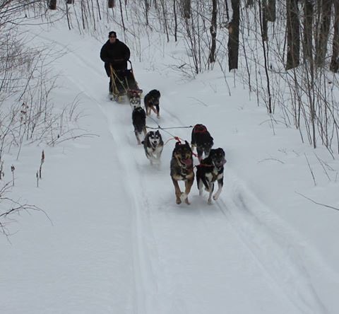 OtterRunKennel's tweet photo. We are thankful he was young enough to teach his daughter Pepè a few things before he passed. Here is Liter and Pepè’s momma Clash in lead showing her the ropes when Pepè was about 7 months old https://t.co/yITDKOfSMW