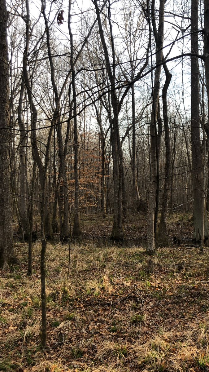 JustinSmith (@justins17656411) on Twitter photo The only good thing about night shift is scouting for turkeys when you get off The only good thing about night shift is scouting for turkeys when you get off