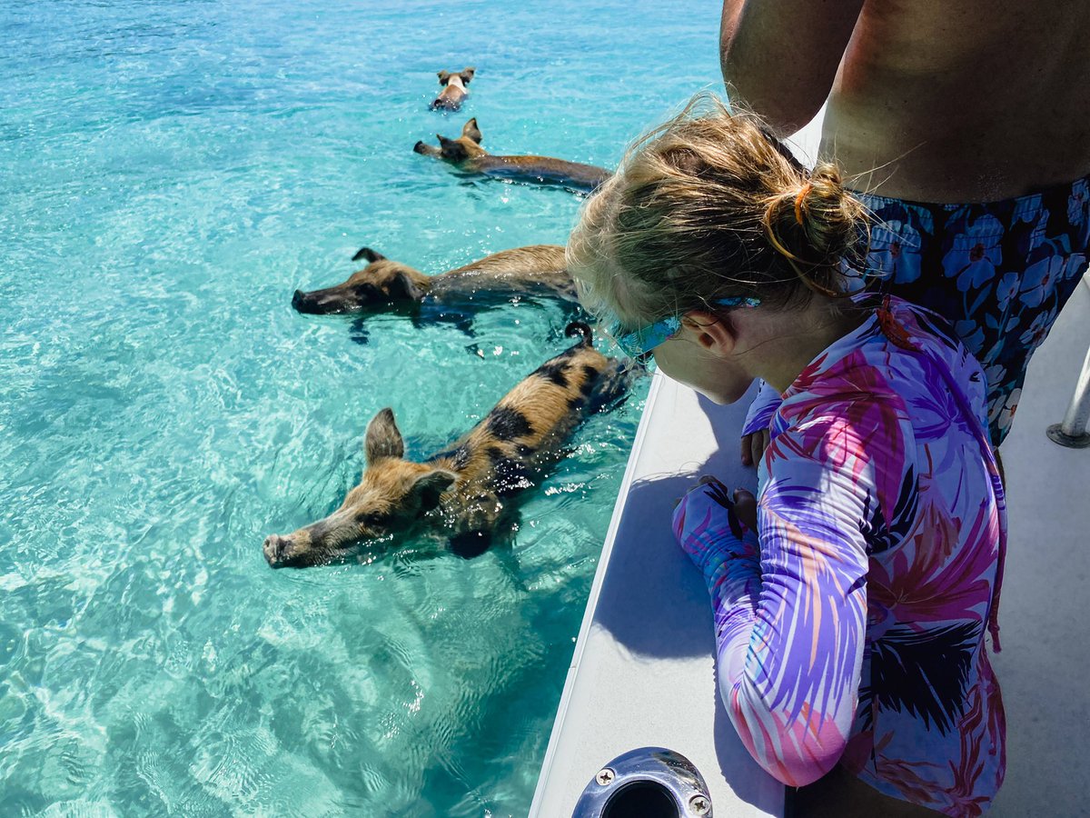 Pigs of Paradise tweet media