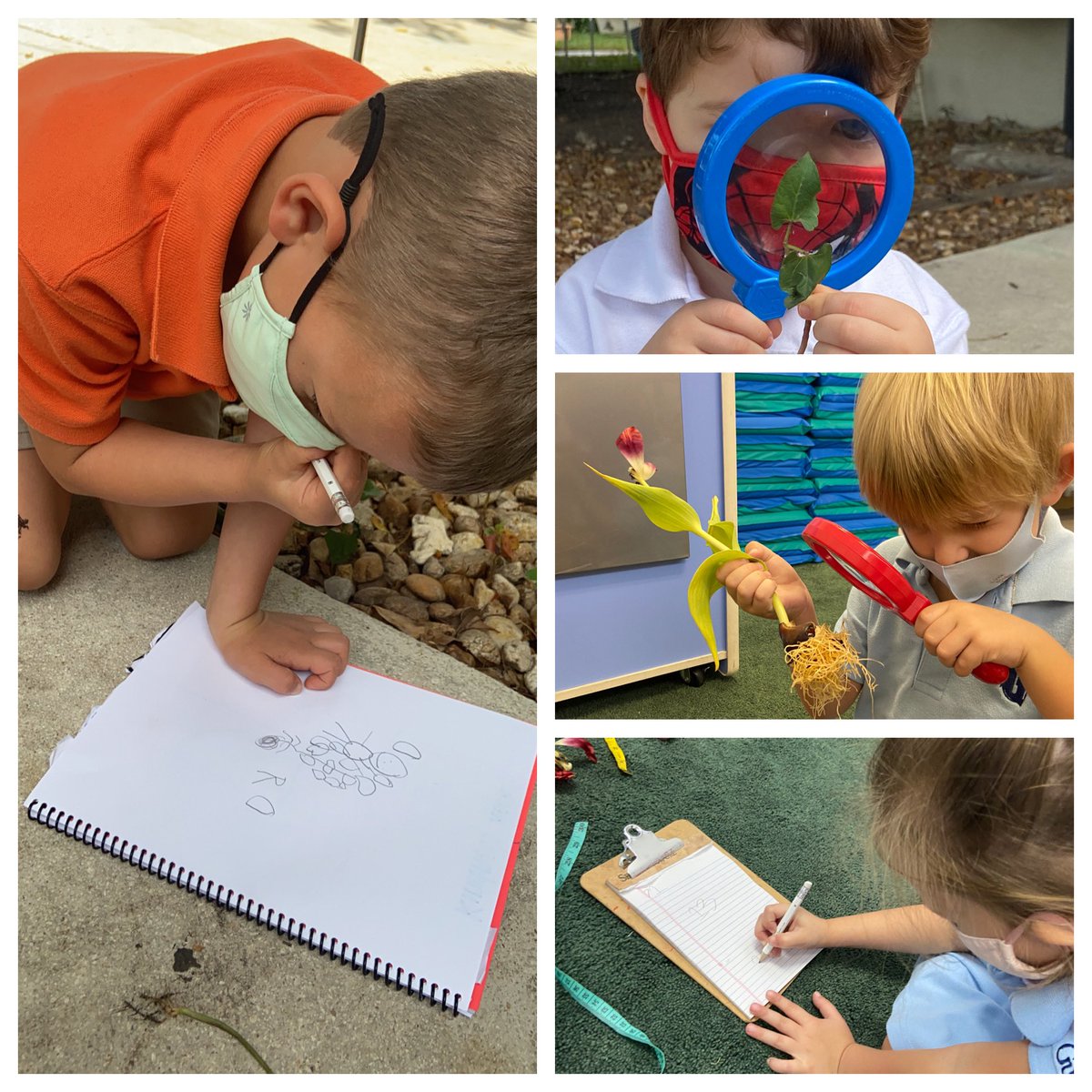 Torresc013's tweet photo. What happens when the black beans from our outdoor sensory table fall into the ground and begin to accidentally sprout? Why, we explore them in our science center of course! #seetorresteach #WeAreJrk #inquisitivelearning #playbasedlearning #DAP https://t.co/KZAzQJahVD