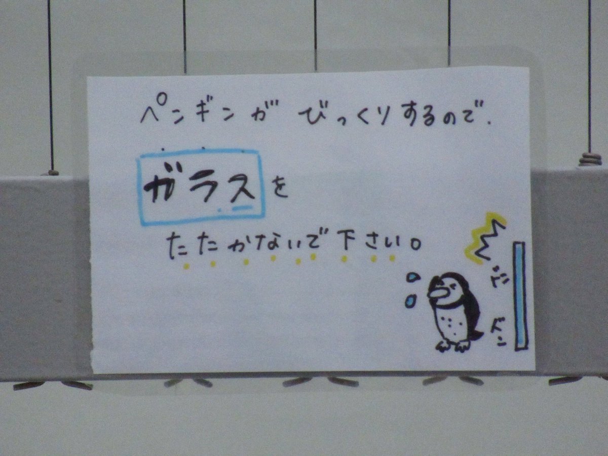よっしぃ على تويتر 手書きイラスト 一枚ずつ違ってて凝ってる 本格公開してもガラス叩いちゃダメよ フンボルト ペンギン 和歌山城公園動物園