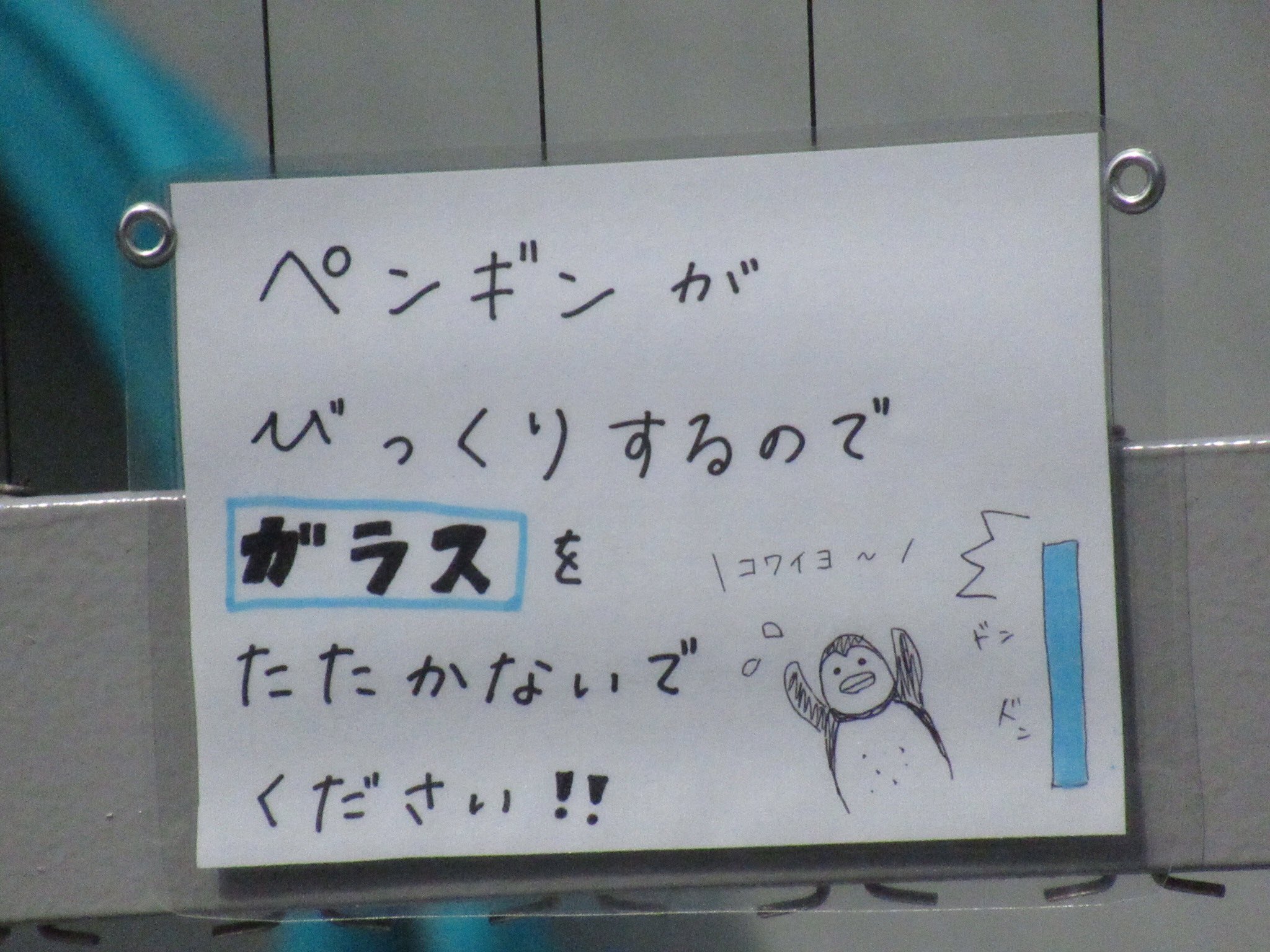 よっしぃ 手書きイラスト 一枚ずつ違ってて凝ってる 本格公開してもガラス叩いちゃダメよ フンボルトペンギン 和歌山城公園動物園 T Co Gkklvwcdqr Twitter