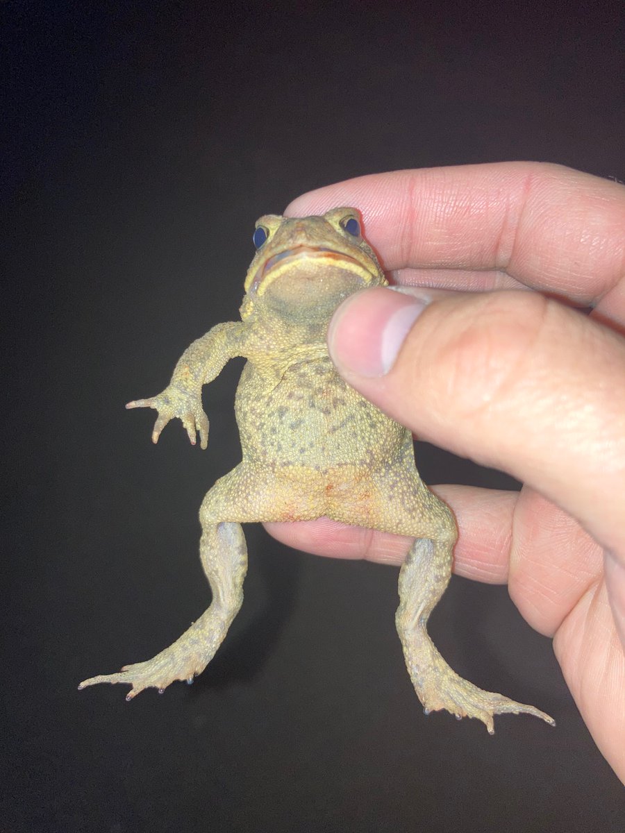 PokefanLou's tweet photo. #ToadTime https://t.co/Tt37PU031a