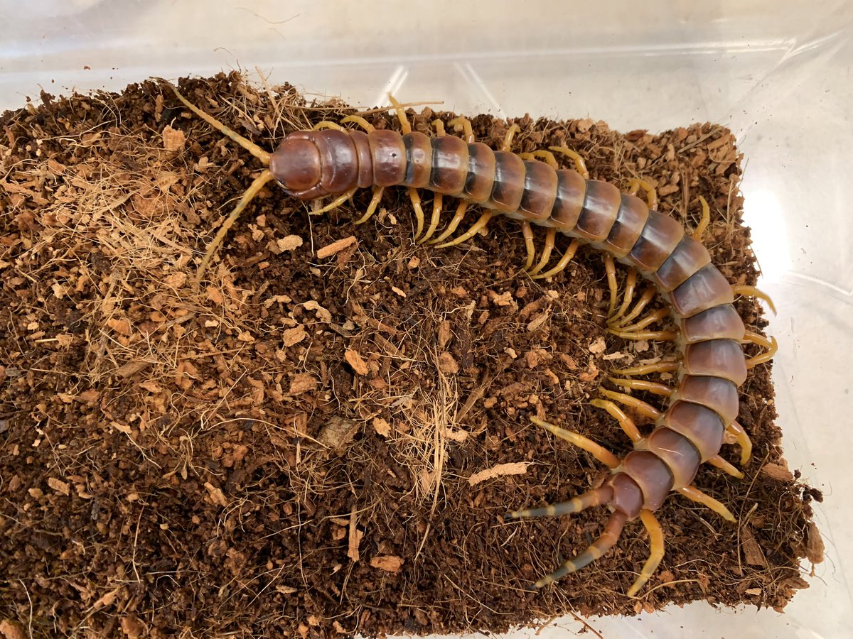 爬虫類クラブj横須賀店 公式 爬虫類倶楽部 ハチクラ 新入荷 ペルビアンジャイアントオオムカデ ホワイトレッグ ペルビアンジャイアントオオムカデ オレンジレッグ ガラパゴスジャイアントオオムカデ ペルビアンジャイアント