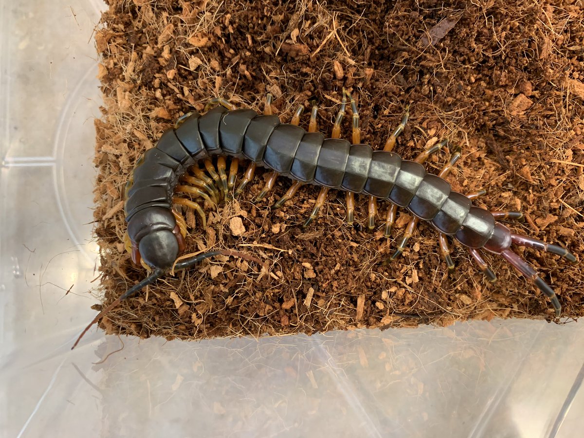 爬虫類クラブj横須賀店 公式 爬虫類倶楽部 ハチクラ 新入荷 ペルビアンジャイアントオオムカデ ホワイトレッグ ペルビアンジャイアントオオムカデ オレンジレッグ ガラパゴスジャイアントオオムカデ ペルビアンジャイアント