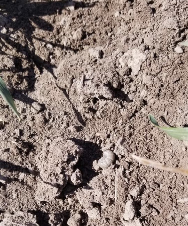 CropSafeNetwork's tweet photo. Moth stage of the lifecycle won’t be far behind, which means they will be on the move, spreading out and breeding. Know what is on the way by utilizing the 𝐂𝐫𝐨𝐩𝐒𝐚𝐟𝐞 𝐍𝐞𝐭𝐰𝐨𝐫𝐤. Next best thing to having a scout in your fields 24/7.⁣ 

Photo Credit: Bryce Klitzke https://t.co/4ph9KdPX35