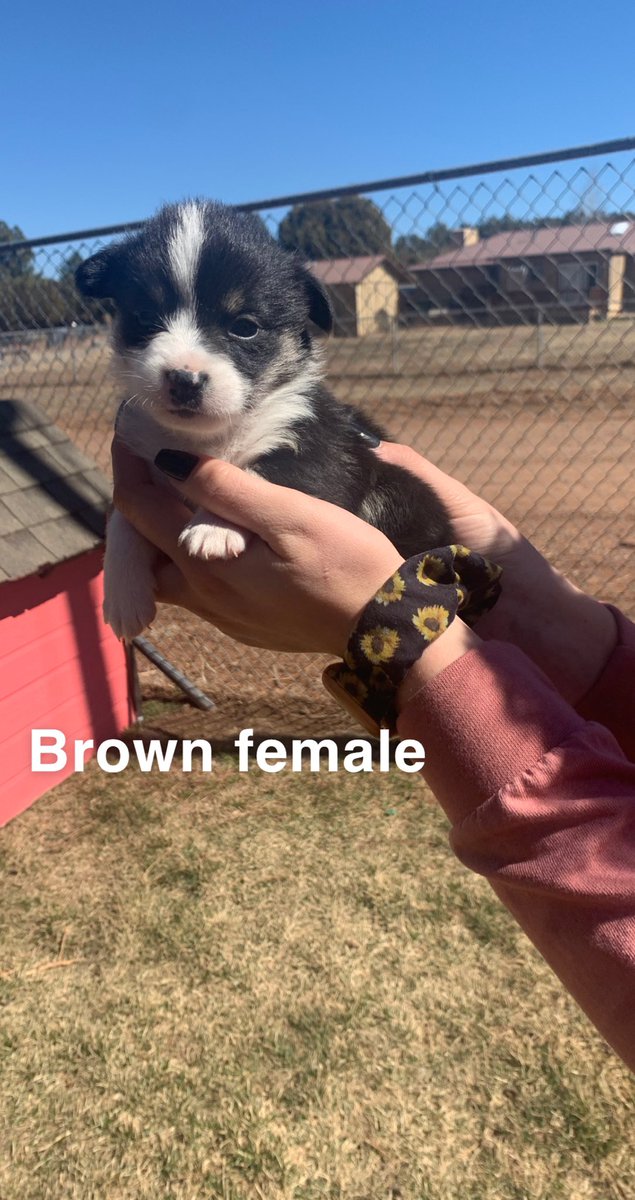 yo_its_raysh21's tweet photo. Someone please buy my last corgi pups 🥺🤍 https://t.co/4dDdG9lD9E