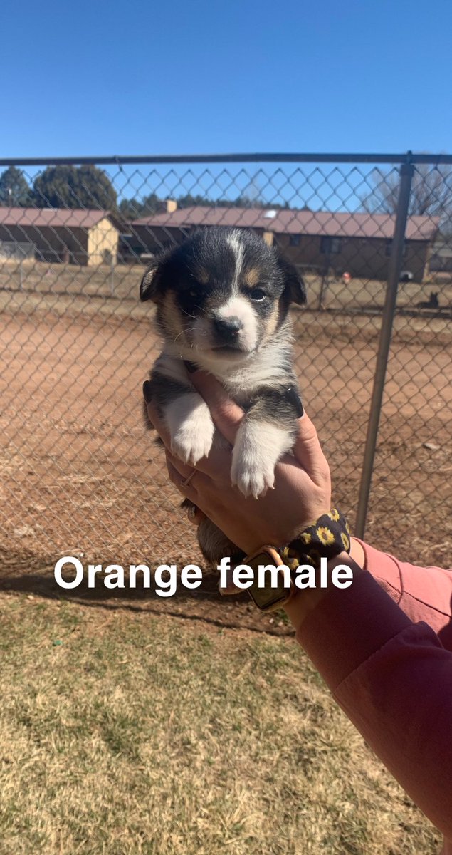 yo_its_raysh21's tweet photo. Someone please buy my last corgi pups 🥺🤍 https://t.co/4dDdG9lD9E