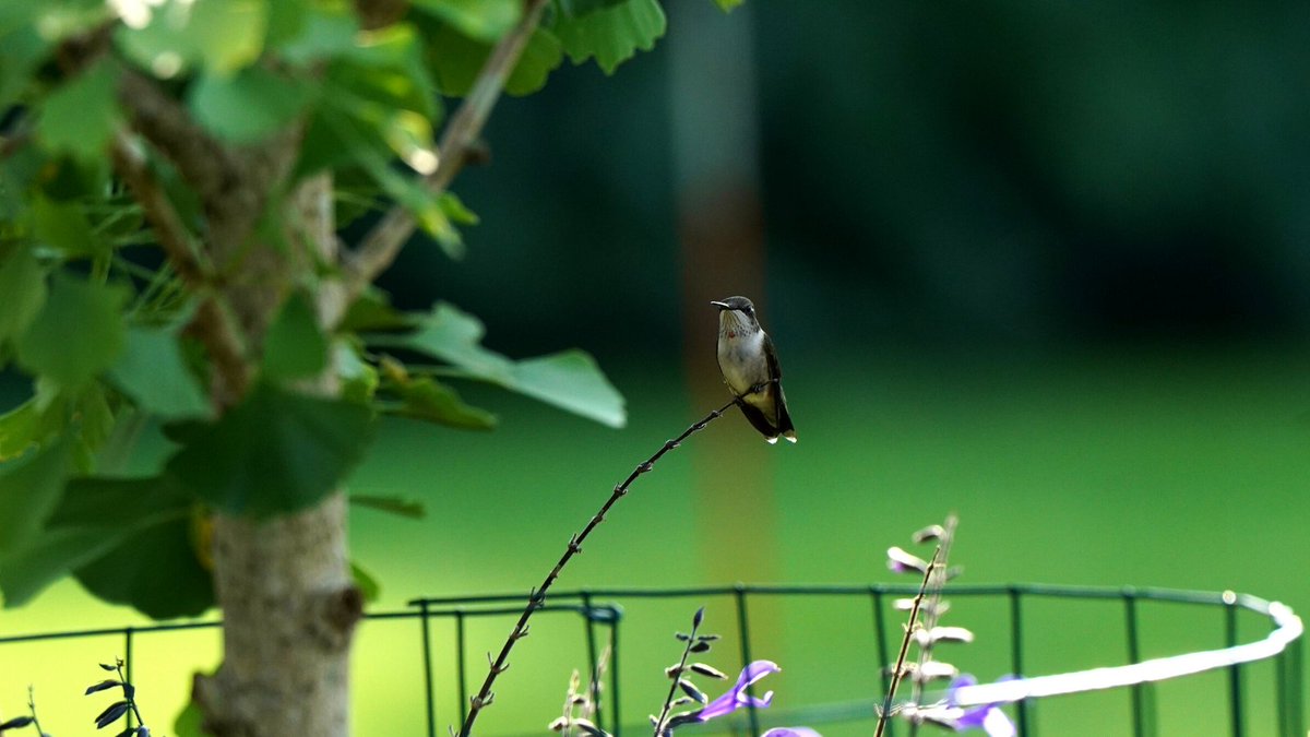 Of all the spots to sit in our garden, this has to be one of the most relaxing. Can you see his one bright red feather on his gorget?
#hummingbird #birdphotography #photography #photo #wildlife #nature #photooftheday #NaturePhotography #Wednesdayvibe #wednesdaythought