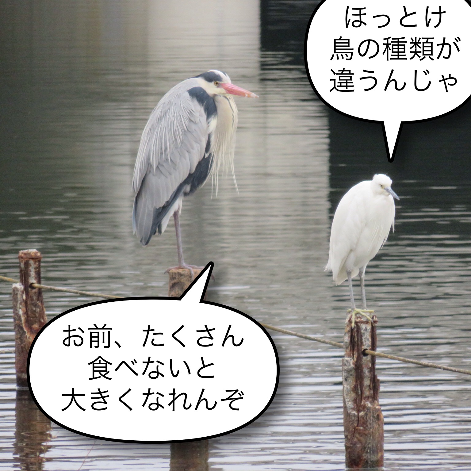 髙𣘺ピョン太 Pyonta Eth オリジナルの写真にダイレクトに文字入れをしてしまって 元の写真をなくす失態 ちなみに写真は アオサギとコサギ 豆知識 白鷺 シラサギ は コサギやダイサギなど白いサギの総称 そういう名前の鳥はいません T