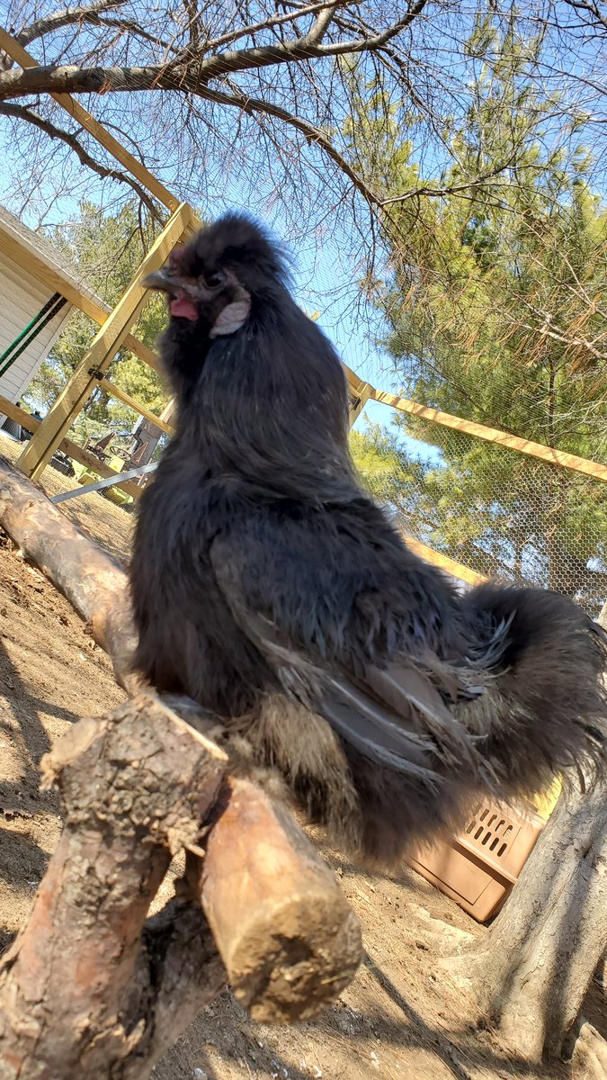 Thank you <a href="/NEHumaneSociety/">Nebraska Humane Society</a>! Gonzo, Ricky and Jonathan are settling in to their new home. #adopt #backyardchickens #BackyardBirds