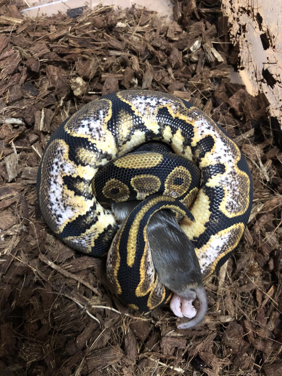 ぴんくのぺんぎん ボールパイソン 餌