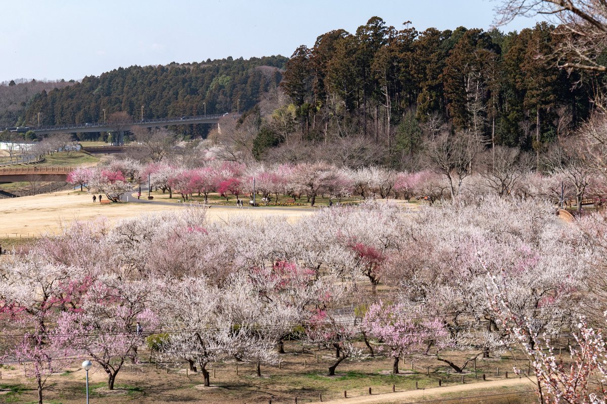 水戸 偕 楽園 梅 開花 状況