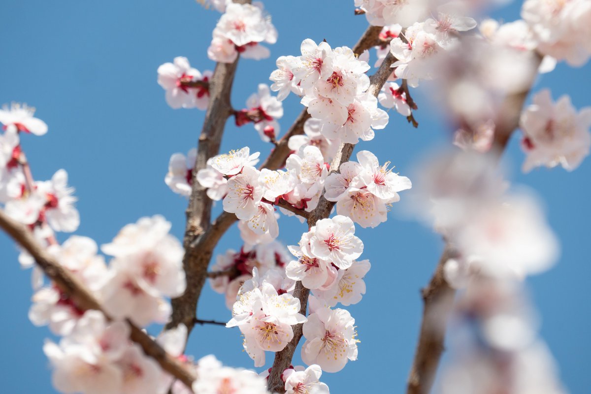 水戸市 On Twitter 梅開花状況 3 10撮影 偕楽園の梅が見頃を迎えています だんだんと春の暖かさになってきましたが 朝晩はまだ肌寒い日が続いています 体調管理を万全にしてお出かけください 水戸の梅まつり Https T Co E78xjkttl6 水戸 水戸の梅