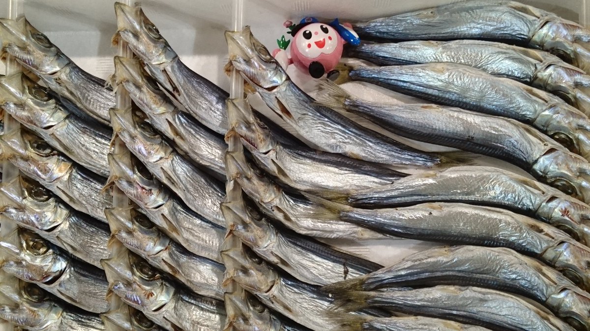 おはようございちばーん 今日は うるめいわし丸干し を紹介するよ いわしは魚へんに弱いという字からも分かるように鮮度が命 水 21 03 11 南区の行政 岡山市中央卸売市場 おかいちちゃん 地元おかやま密着型ポータルサイト ぐるっと岡山