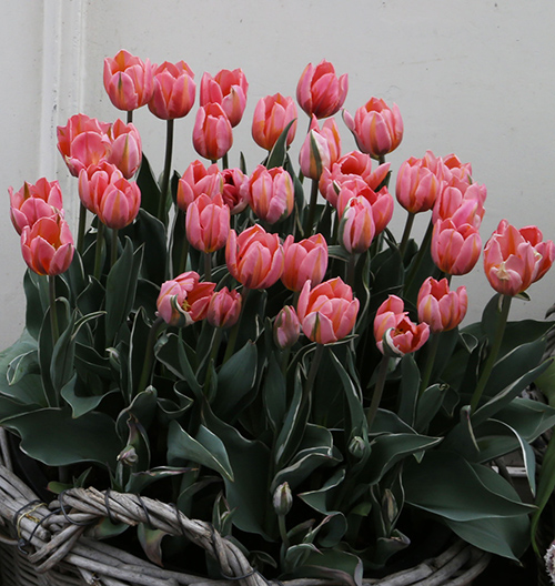 Tulip_Facts's tweet photo. Spring is almost here!! 🌱 https://t.co/cy1BTxuAXY