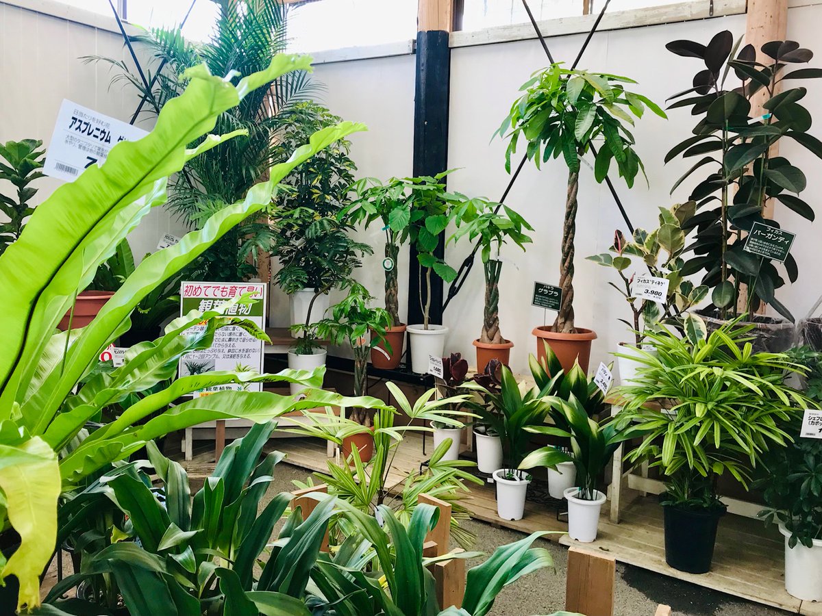 ジョイフル本田 ガーデンセンター ガーデンセンター君津店 ただいま 観葉植物まつり 開催中 O お部屋にひとつグリーンを置くだけで ぐっとオシャレに お手頃なサイズと価格でビギナーの方にもオススメですよ グリーンで おうち時間 に ジョイフル本田 ガーデンセンター ガーデンセンター君津店 ただいま 観葉植物まつり 開催中 O お部屋にひとつグリーンを置くだけで ぐっとオシャレに お手頃なサイズと価格でビギナーの方にもオススメですよ グリーンで おうち時間 に