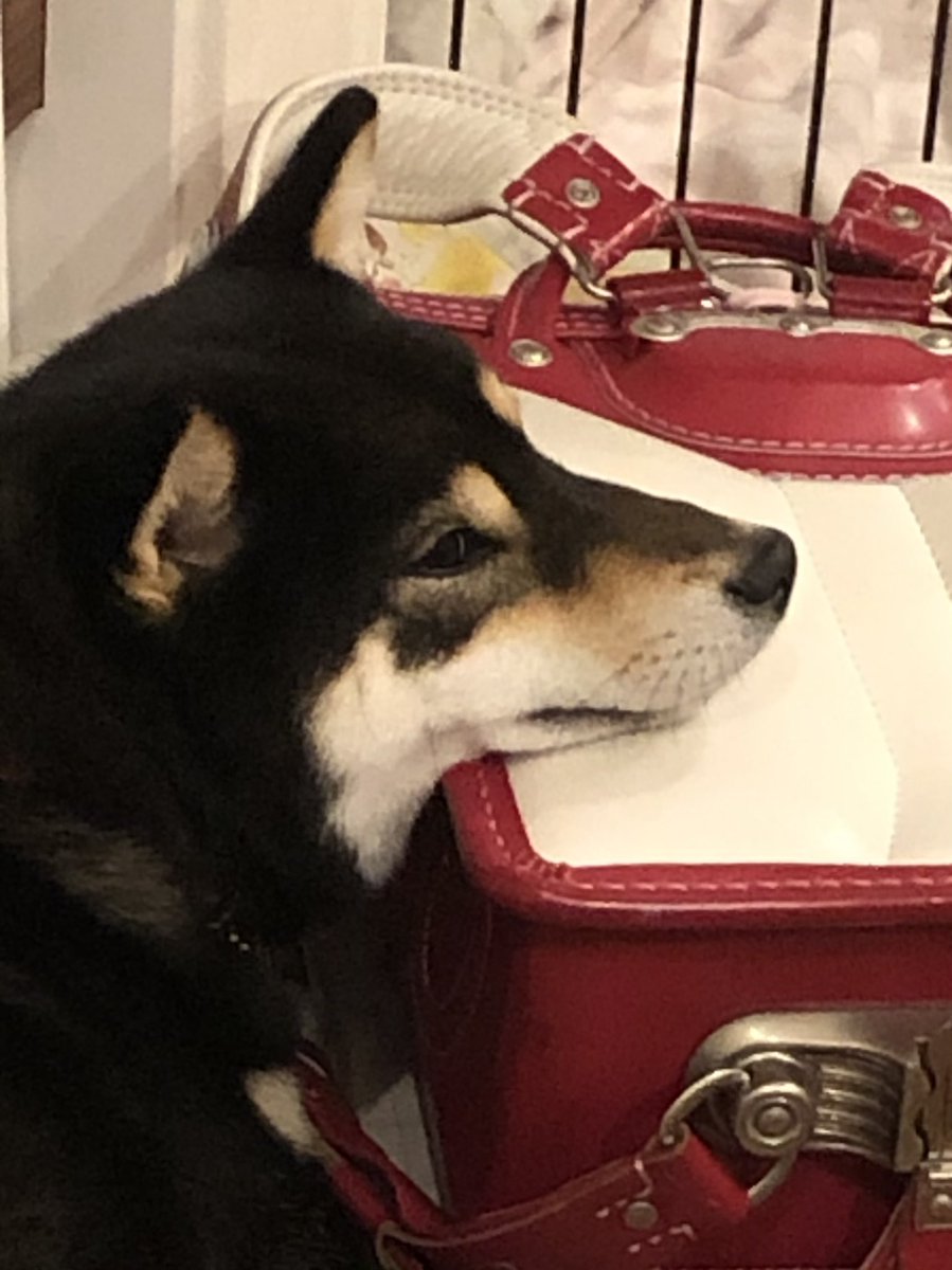 黒柴 心 アゴ乗せ おねえちゃんのランドセルは ちょうど良い高さだワン 黒柴 柴犬 犬好きな人とつながりたい 犬とのくらし アゴ ランドセル 黒柴 心 アゴ乗せ おねえちゃんのランドセルは ちょうど良い高さだワン 黒柴 柴犬 犬好きな人とつながりたい 犬とのくらし アゴ ランドセル