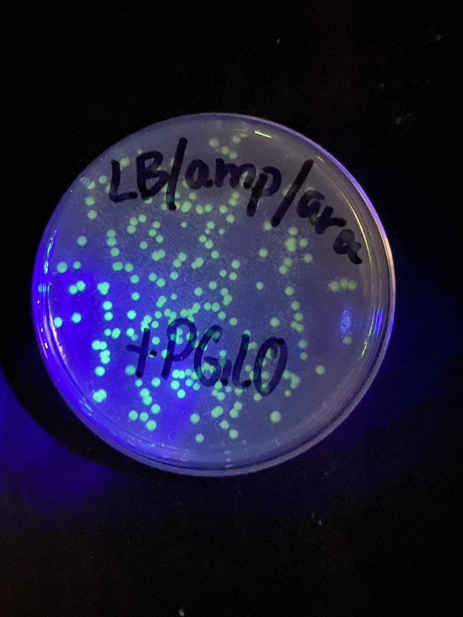 ARobScience's tweet image. Transformation success! I’m very proud of my AP Bio Ss this week. Keep up the hard work wildcats!