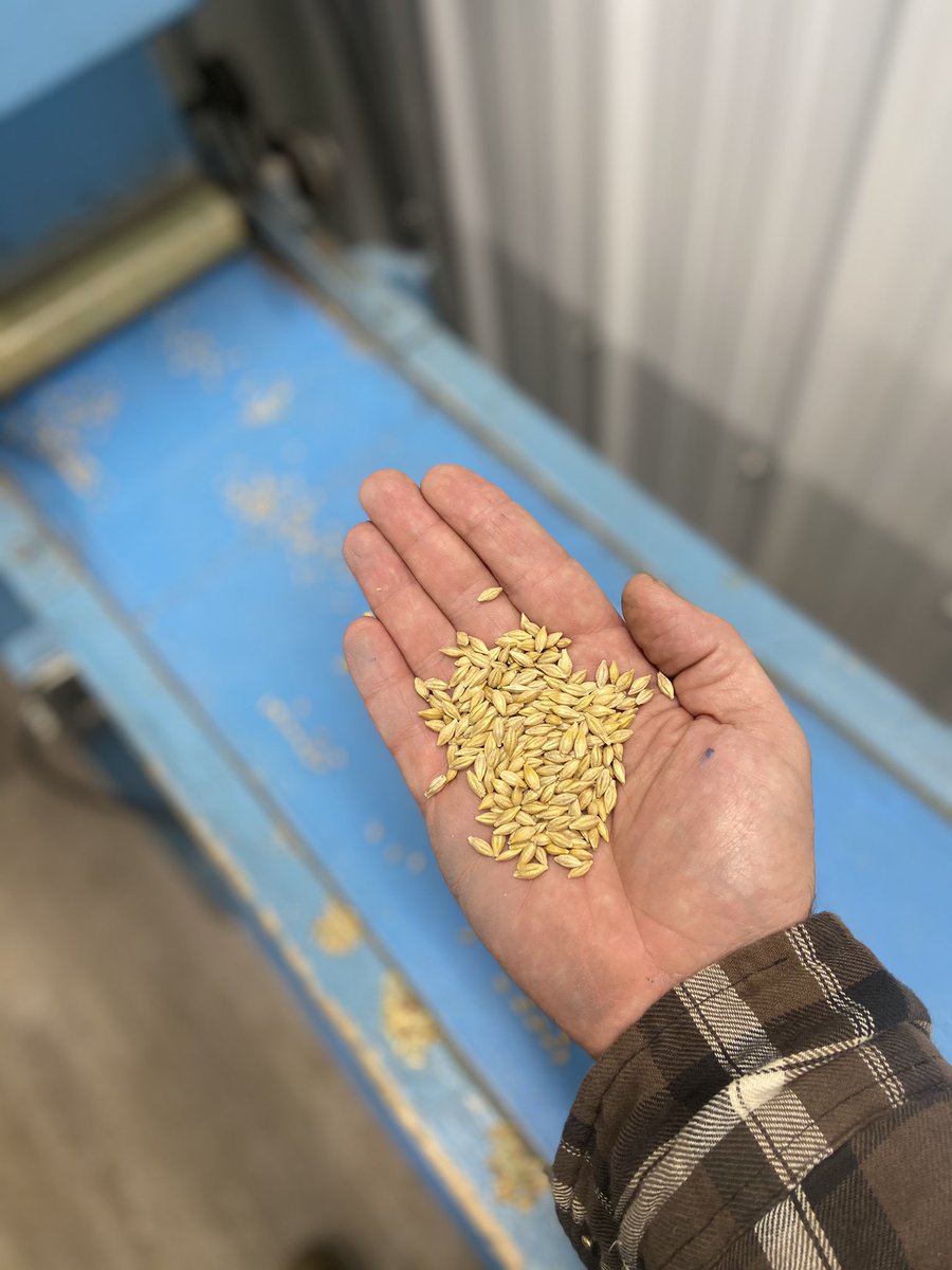 Have some lovely <a href="/canterraseeds/">CANTERRA SEEDS</a> #aacconnect barley coming through the seed plant today.  Follow the link for variety details.  With malt options at 6.50 and feed at 6.00, a great option that can work for both markets! canterra.com/resources/prod…