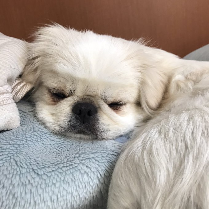 しゃくれ犬のtwitterイラスト検索結果 しゃくれ犬のtwitterイラスト検索結果