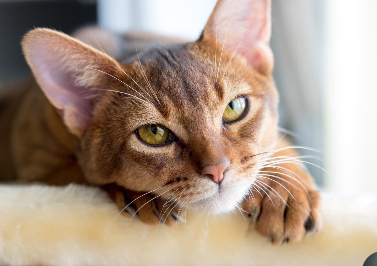 TRADERSITYHUB's tweet photo. https://t.co/LcgpzksHwy 👈

Choosing PETS names can be sometimes difficult. We tend to help solve this problem.

Brulgy, Loppley, Luxelle, Puruem, Zluddle, Trerry, Moolu, Clotdale, Flufloo, Six, Fruitt, Hemuu, Teatty, Tlutcha, Steysu.

BUY BRAND, WE SELL LUXURY NAMES

Ask Thuila https://t.co/go3CaeoZEi