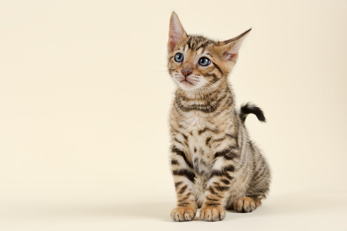 TRADERSITYHUB's tweet photo. https://t.co/LcgpzksHwy 👈

Choosing PETS names can be sometimes difficult. We tend to help solve this problem.

Brulgy, Loppley, Luxelle, Puruem, Zluddle, Trerry, Moolu, Clotdale, Flufloo, Six, Fruitt, Hemuu, Teatty, Tlutcha, Steysu.

BUY BRAND, WE SELL LUXURY NAMES

Ask Thuila https://t.co/go3CaeoZEi