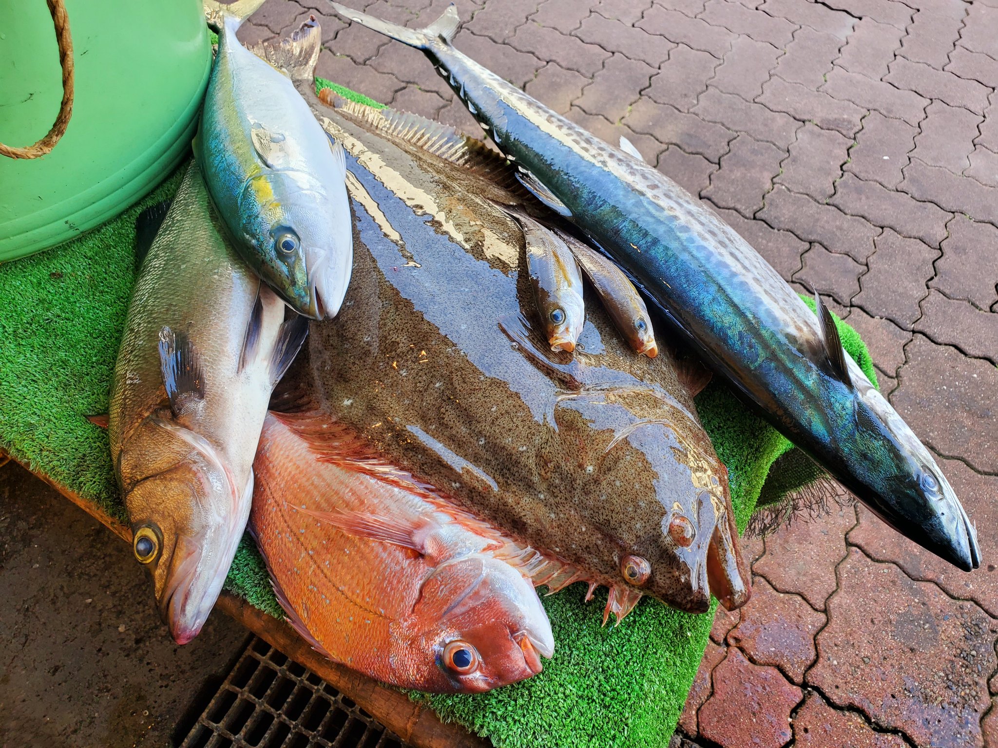 تويتر 有 くろば亭 على تويتر 本日の三崎のお魚です 活じめヒラスズキ 活じめ真鯛 活じめヒラメ 釣りサワラ 釣りワカシ ブリの幼魚 ウリボ イサキ 少ない水揚げでしたがお魚買えてよかったです こちらのお魚は単品はもちろん沢山地魚が入った地魚お刺身定食