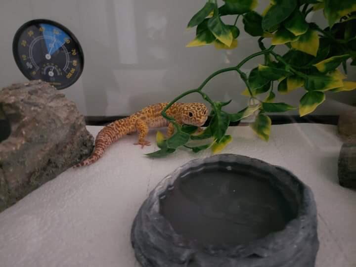 Dunes was looking extra cute tonight after shedding his skin earlier today and wanted to say hi while showing off his fresh look. 🦎<a href="/VEWhdsb/">Virtual Elementary West</a> <a href="/PetsinClassroom/">Pets in a Classroom</a> <a href="/BrantHillsPS/">Brant Hills P.S.</a>