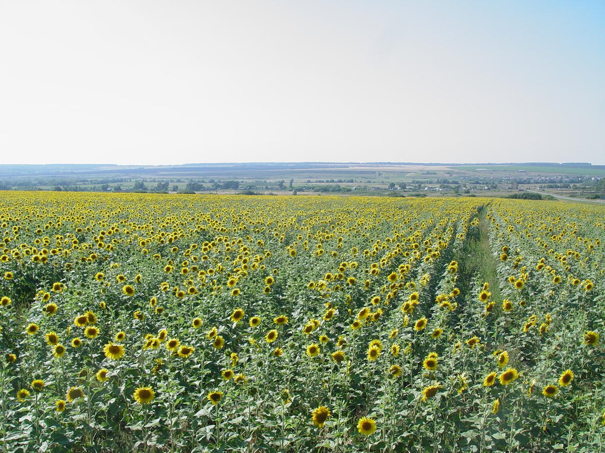 🌄 Хорошего дня, Кошкинский район! 🌄

Сегодня в районе днем ожидается:
🌡 -19 -14
⛅ переменная облачность

#КошкинскийРайон