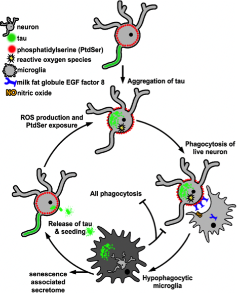 preLights's tweet photo. The bitter taste of tau: how microglia “eating” neurons with tau aggregates may contribute to disease pathology and spreading in tauopathies By Kristina Kuhbandner https://t.co/sWapDc6nyx https://t.co/PuqHWJdVmz