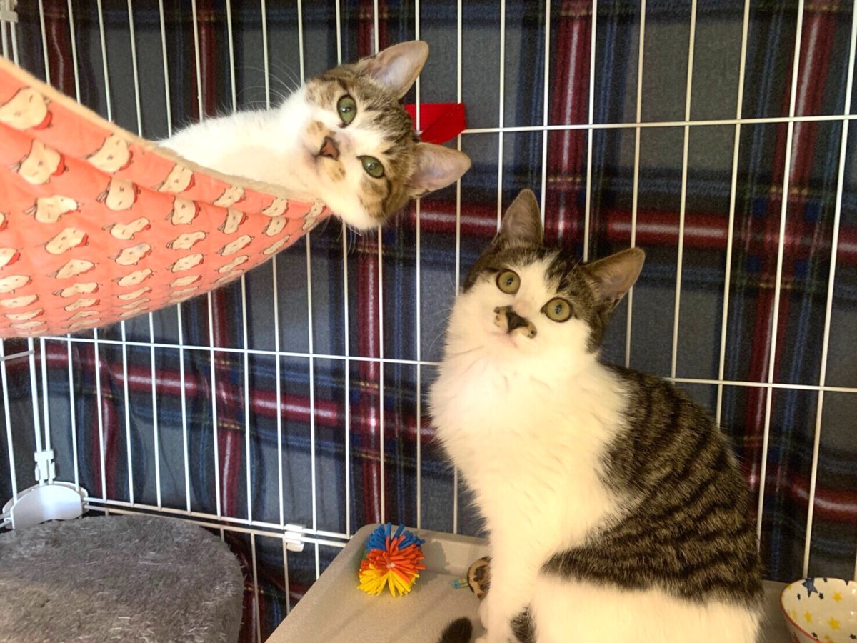 CATS_INN_TOKYO's tweet photo. 本日13〜20時(最終入場19時)で営業★
ご予約は
Twitter、FacebookのDM または
tel 03-6312-8391 / 080-5069-6159
新入り2匹お店デビュー!
ハンモックにいるキジ白 みほ
黒いお鼻の りん です( ^ω^ )
#猫 #cat #保護猫カフェ #板橋 #里親募集 キャッツイン東京 #mrcit https://t.co/F1fzXfkGEB