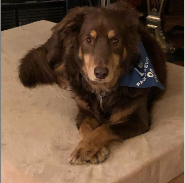samanthabwriter's tweet photo. He was the best boy-o. https://t.co/oiT5dlAEvt #aussie #missingmydog #goodbye https://t.co/0n4tdZbNlc