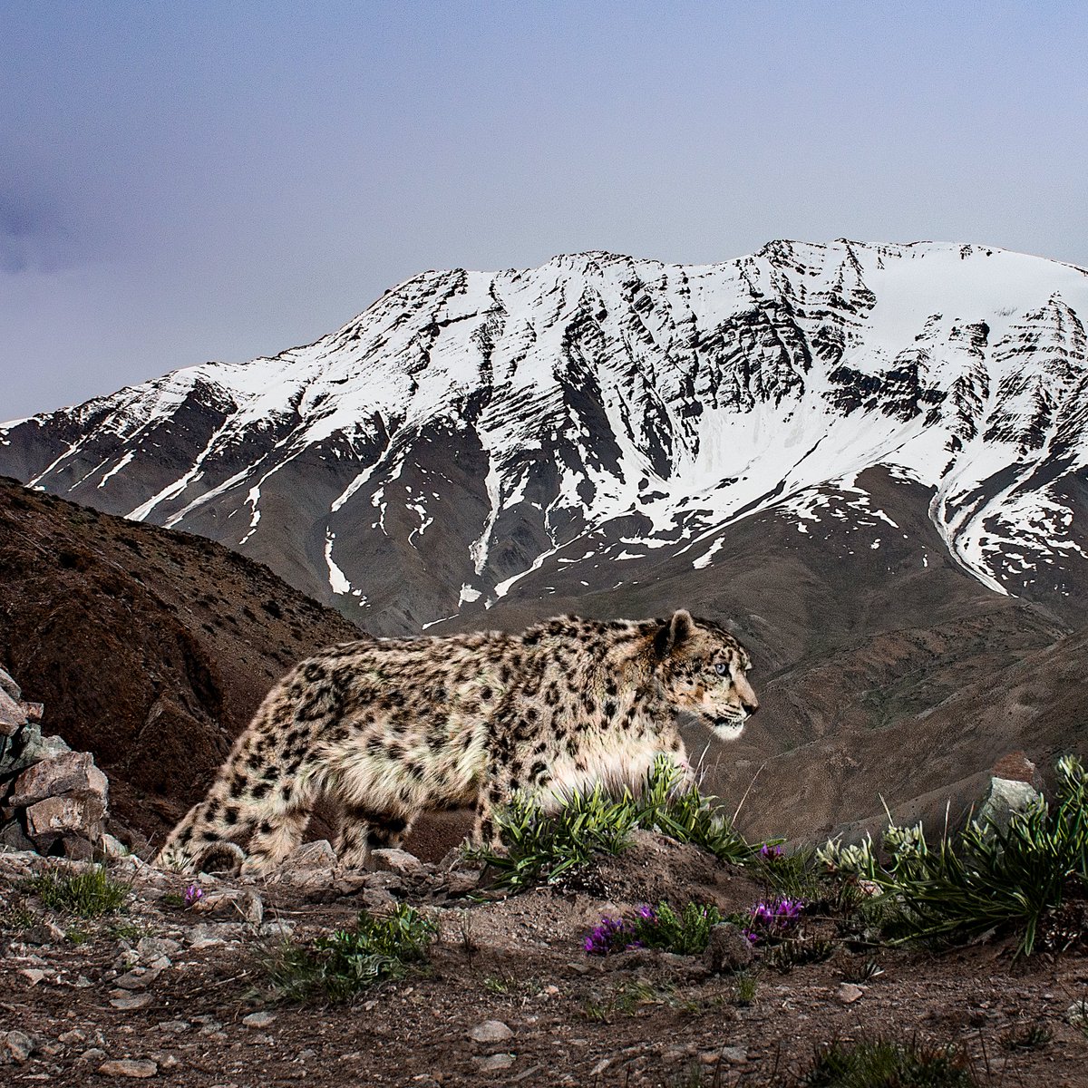 koustubh_sharma's tweet photo. Communicating #SnowLeopard Conservation: What you want out of it, who you want to reach to &amp; why, and what action you want taken...
Register below for the four session module on #Scicomm hosted by @SnowLeopardNet and @gslep_program:
https://t.co/wJys2wnSyC
Pic: @BehzadJLarry https://t.co/gNKmSNVxyu
