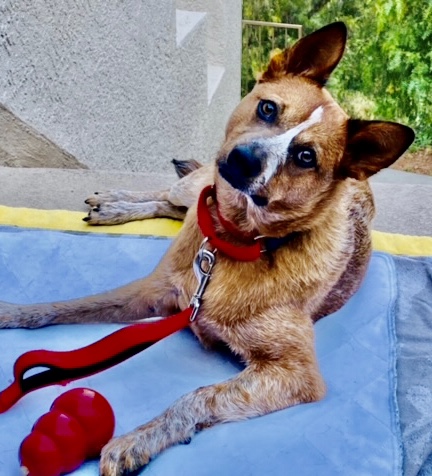 Eastwood_Ranch's tweet photo. SPECIAL NEEDS ADOPTION - Deacon is a 3 yo Cattle dog mix - very smart &amp; sturdy. Neutered, vaccid &amp; chipped. Was hit by a car in Jan &amp; suffered 2 broken legs. Underwent 3 surgeries &amp; now in PT. Apply online https://t.co/dr7dm9lV4t #adoptdonsthop #petfoster #pets #petadoption https://t.co/kpfyNn6FOx