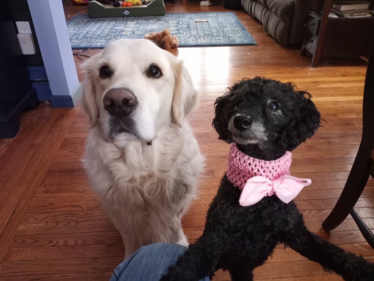 LV Therapy Dogs tweet media