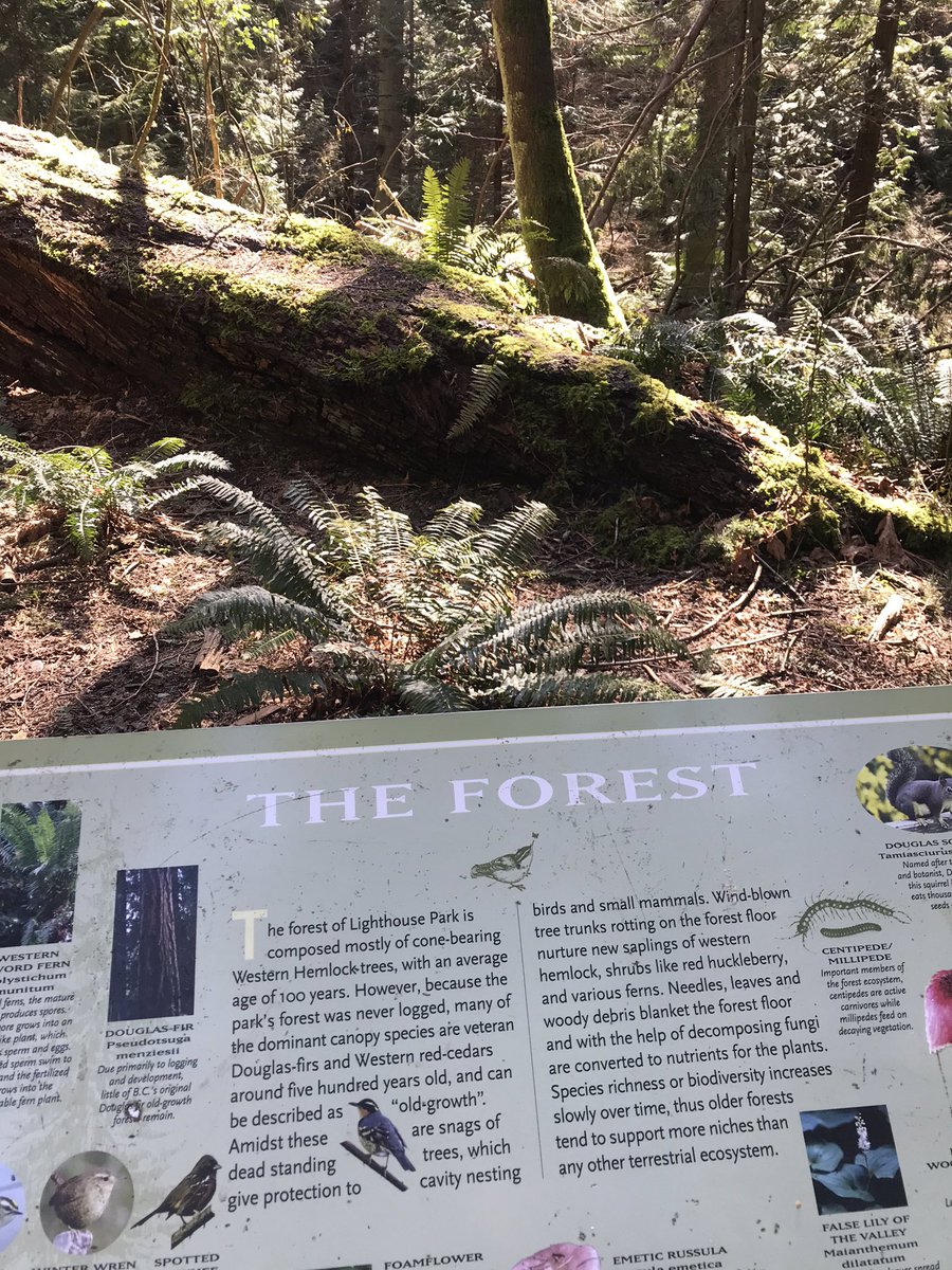 travels_galaxy's tweet image. Where did we go today? The Forest... and thankfully there was a sign because I’m not sure we would have noticed otherwise. #travel #notravel #lighthousepark #westvan #explorebc #theforest