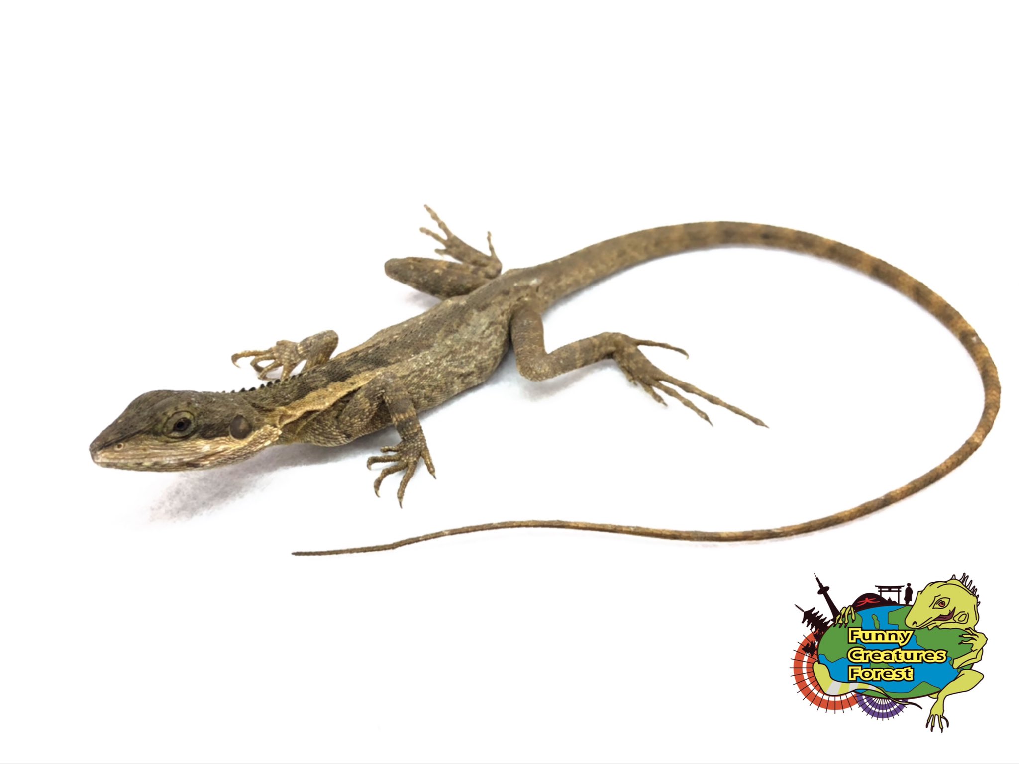 ホオスジドラゴン Twitter Search Twitter