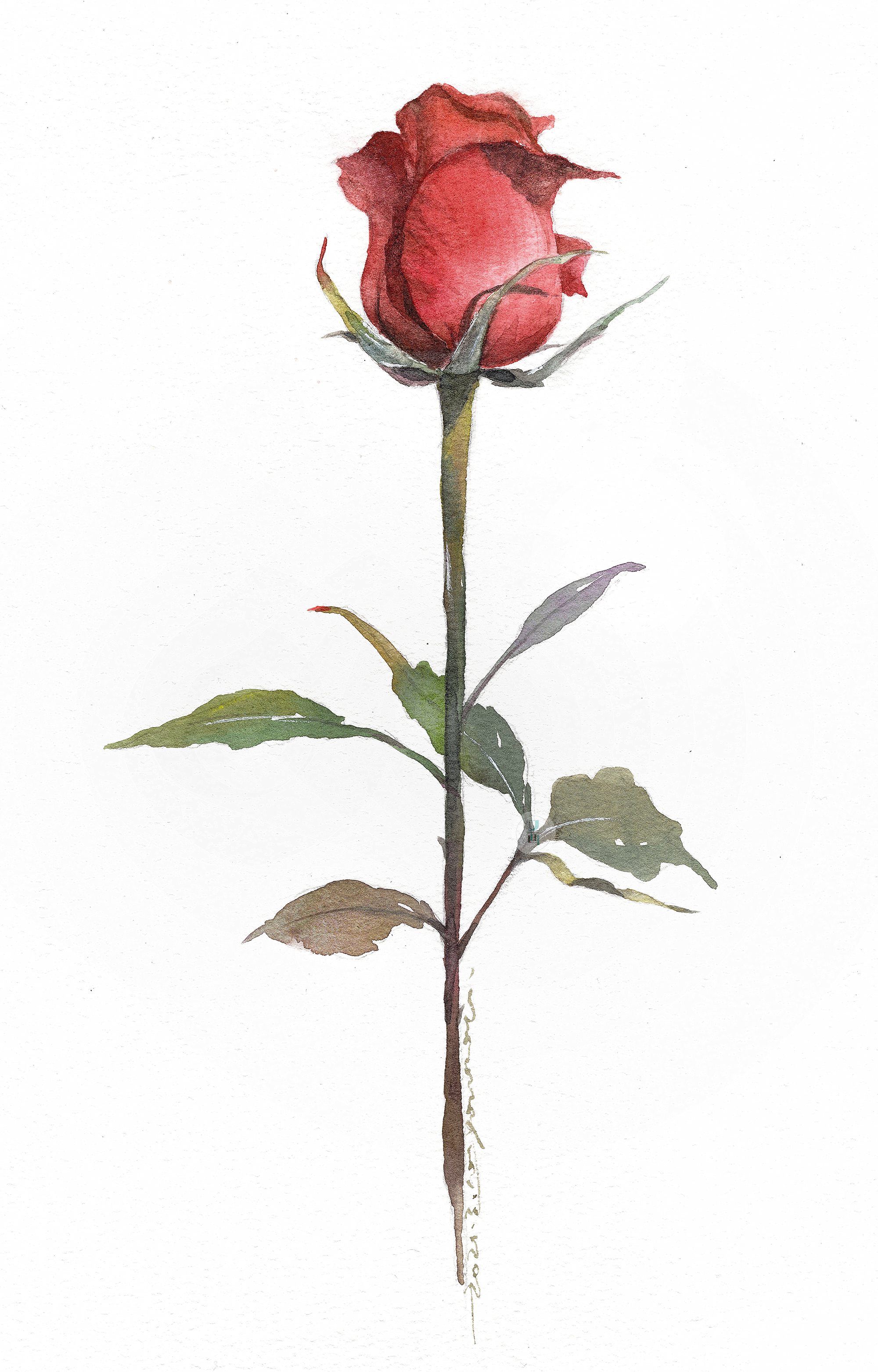 又画教育on Twitter 水彩花卉 玫瑰花 水彩 花卉 绘画 Watercolor Scenery Painting 水彩画 水彩 イラスト 水彩フレームhttps T Co Mr9fofz0gc Twitter