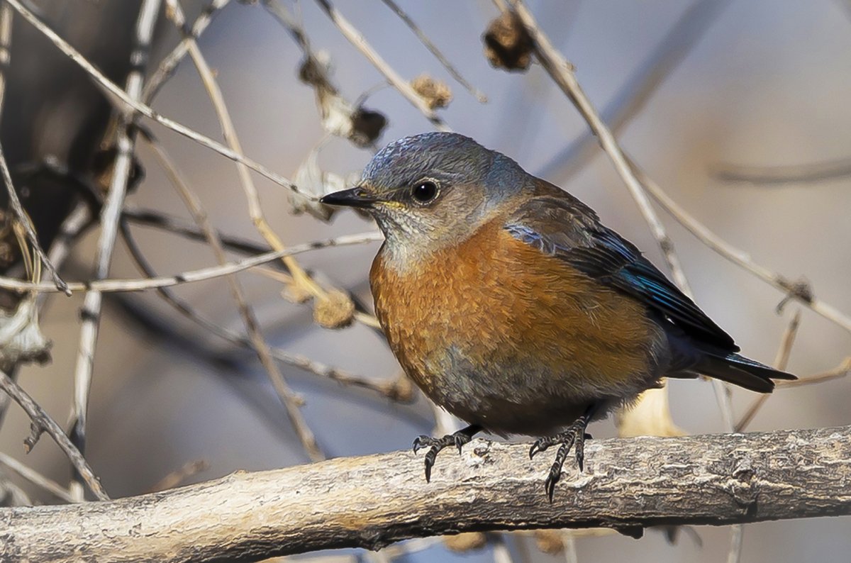 Western Bluebirds. More at:
jaimeshayemiller.com 
Thanks for the support and any RTs.  😃📷

#BirdPhotography #LandscapePhotography #NaturePhotography #WildlifePhotography #NewMexicoPhotography #DesertPhotography #FAA #FineArtAmerica